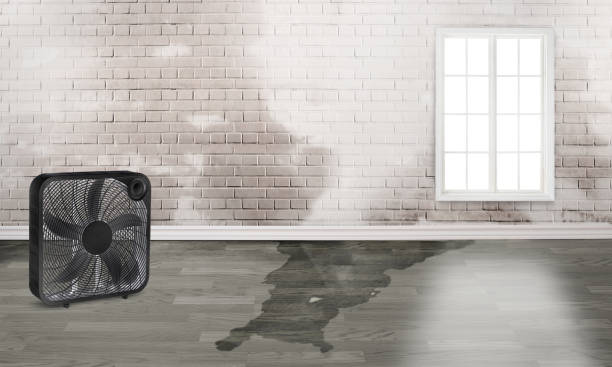 Best Ceiling water damage repair  in Robins, IA